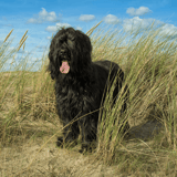 Briard