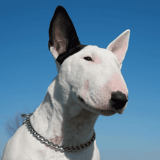 Bull Terrier