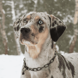 Catahoula Leopard Dog
