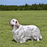 Clumber Spaniel