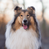 Collie