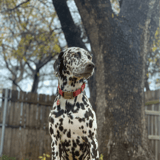 Dalmatian
