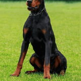 Doberman Pinscher