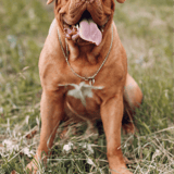 Dogue de Bordeaux