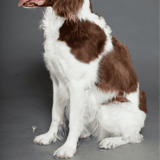 Drentsche Patrijshond