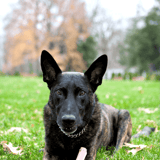 Dutch Shepherd
