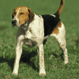 English Foxhound