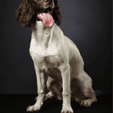 English Springer Spaniel
