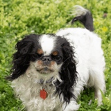 English Toy Spaniel