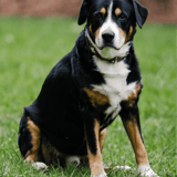 Entlebucher Mountain Dog