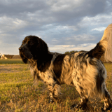 Field Spaniel