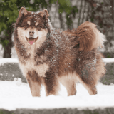 Finnish Lapphund