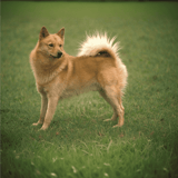 Finnish Spitz