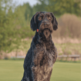 German Longhaired Pointer