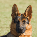 German Shepherd Dog