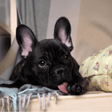 Cute French Bulldog puppy with large ears and expressive eyes lying on soft blanket.