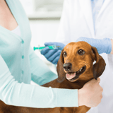 Dog receiving vaccine shot during veterinary visit.