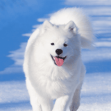 Happy white dog running through snow.