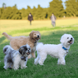 Adorable dogs running on lush green grass in a bright outdoor setting.