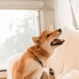 Adorable dog smiling, sitting on cozy bed near window indoors.