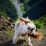 Dog outdoor activity, trail running, waterfall scenery, happy dog, nature walk, pet adventure.