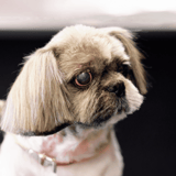Adorable pug with distinctive eye and expressive facial features, sitting indoors.