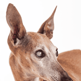 Adorable Italian Greyhound looking for a loving home.