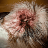 Close-up of dog ear with skin infection and inflammation.