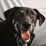 Adorable black and brown dog smiling, sitting indoors, perfect for pet care and dog wellness.