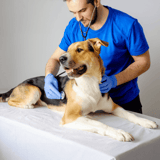 Vet care for dogs, professional veterinary clinic for pet health and wellness.