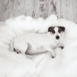 Adorable puppy relaxing on soft fleece bed, perfect for comfort and rest.