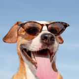 Dog wearing stylish sunglasses, enjoying sunny day outdoors.