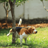 Dog searching for treats under a tree in a grassy yard.