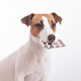 Dog with pill blister pack in mouth, veterinary oral medication, healthcare for pets, pet pharmacy, medicine for dogs, health care, veterinary medicine.