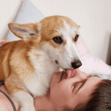 Adorable dog licking woman’s face, cozy moment, pet care, canine love, pet therapy, dog grooming.