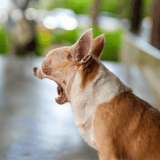 Yawning dog showing tiredness, relaxation, or boredom. Perfect for pet care and dog wellness topics.