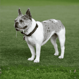 Dogfix.com dog health, training, and care tips.