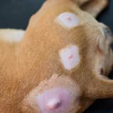 Dog with healing wound scars on back after licking injury.