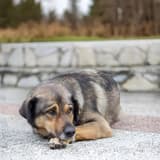 Adorable dog lying on textured surface outdoors, showcasing pet comfort and relaxation.