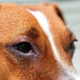 Close-up of a dog's eye with signs of infection or irritation.