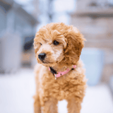 Adorable goldendoodle puppy with soft, curly fur.