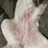 Rashes on Dogs
