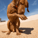 Dog grooming, sandy beach, outdoor, brown dog, licking paw, sunny day, pet care.