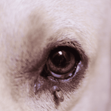 Close-up of a dog's eye with tears and tear stain, emphasizing eye care for dogs.