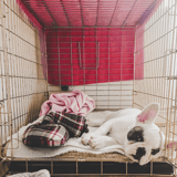 Small dog crate with pink walls, soft bedding, and adorable puppy resting comfortably.
