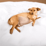 Dog relaxing on crumpled paper, cozy and calm in a comfortable setting.
