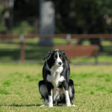 Adorable Border Collie puppy sitting on lush grass in park.