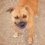 Playful and alert dog with expressive eyes, ready for adventures.