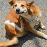 Dog with colorful beaded collar lying on pavement, cheerful and relaxed. Perfect for dog grooming, health, and pet care visuals.