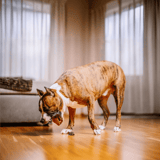 Brindle dog grooming and grooming services for a healthy, happy pet.